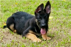 Coop - puppy for sale