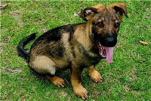 Drew - puppy for sale