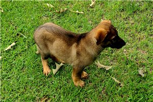 Drew - German Shepherd for sale
