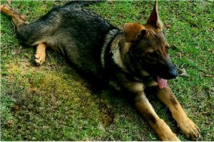 Drew - German Shepherd for sale