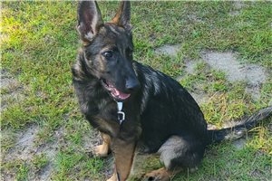 Delilah - German Shepherd for sale