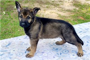Abby - puppy for sale