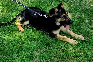 Lady - German Shepherd for sale