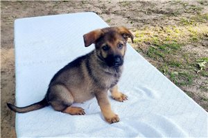 Drew - German Shepherd for sale