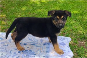 Lady - German Shepherd for sale