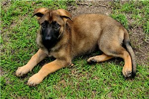 Daphne - German Shepherd for sale