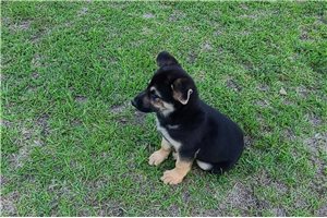 Lady - German Shepherd for sale