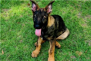 Rudy - German Shepherd for sale