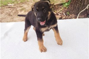 Coop - puppy for sale