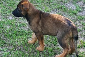 Rudy - German Shepherd for sale