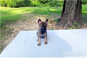 Daphne - puppy for sale