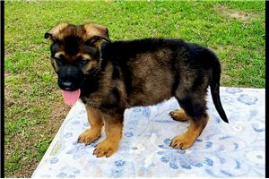 Rudy - German Shepherd for sale