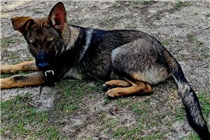 Drew - German Shepherd for sale