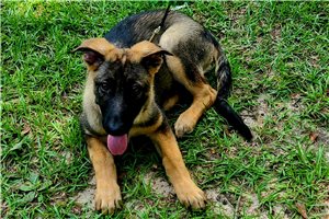 Daphne - German Shepherd for sale