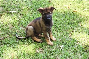 Abby - German Shepherd for sale