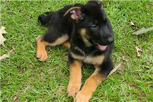 Coop - German Shepherd for sale