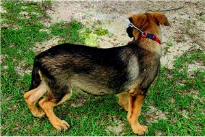 Daphne - German Shepherd for sale