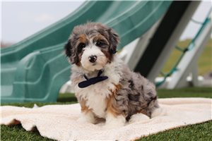Grayson - Bernedoodle for sale