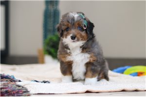 Gianna - Bernedoodle for sale