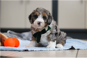 Grayson - Bernedoodle for sale