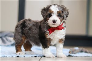 Gabriel - Bernedoodle for sale