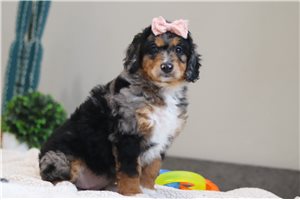Grace - Bernedoodle for sale