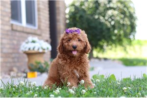 Fifi - Cavapoo for sale