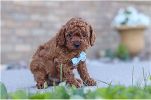 Jackson - puppy for sale