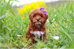 Everly - Cavapoo for sale