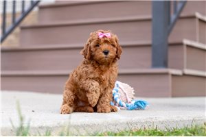 Elena - Cavapoo for sale