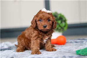 Gina - puppy for sale