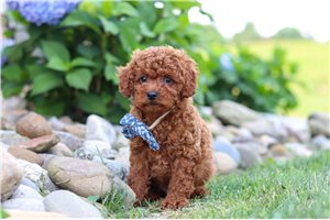 Jackson - puppy for sale