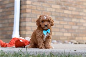 Enzo - Cavapoo for sale