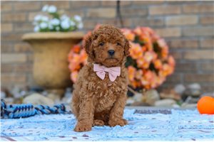 Frankie - Cavapoo for sale