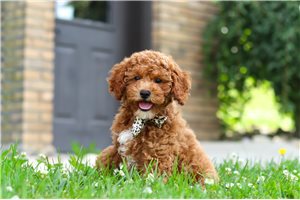 Fred - Cavapoo for sale