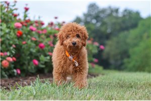 Frankie - Cavapoo for sale