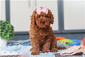 Heaven - Cavapoo for sale