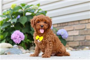 Jasper - Cavapoo for sale