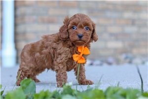 Jasper - puppy for sale