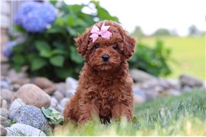 Jasmine - Cavapoo for sale