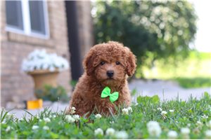 Frankie - Cavapoo for sale