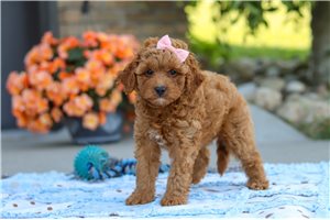Fifi - puppy for sale