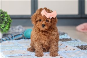 Heather - Cavapoo for sale