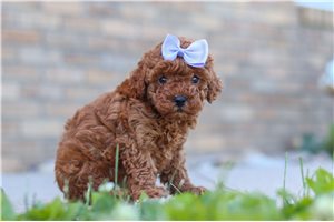 Jasmine - Cavapoo for sale