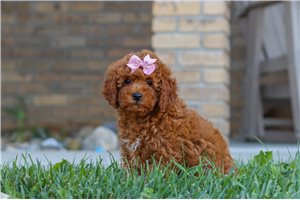 Glinda - Cavapoo, placed in Tuscarawas Co