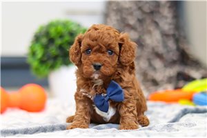 Ericson - Cavapoo for sale