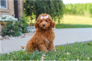Fifi - Cavapoo for sale