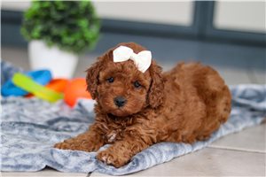 Glinda - Cavapoo for sale