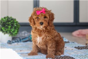 Heidi - Cavapoo for sale