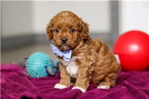 Silas - Cavapoo for sale